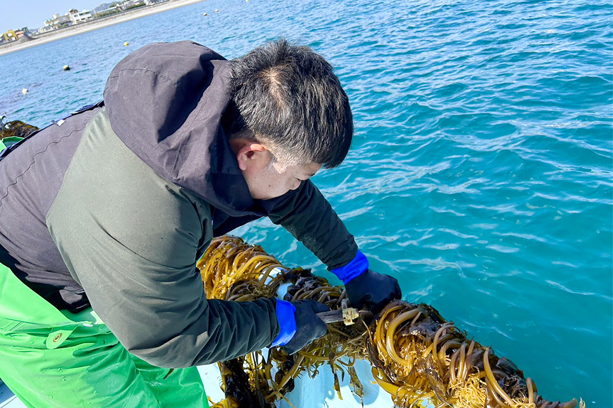 養殖ワカメの刈り取り