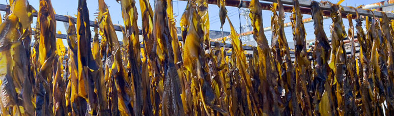 ワカメの天日干し