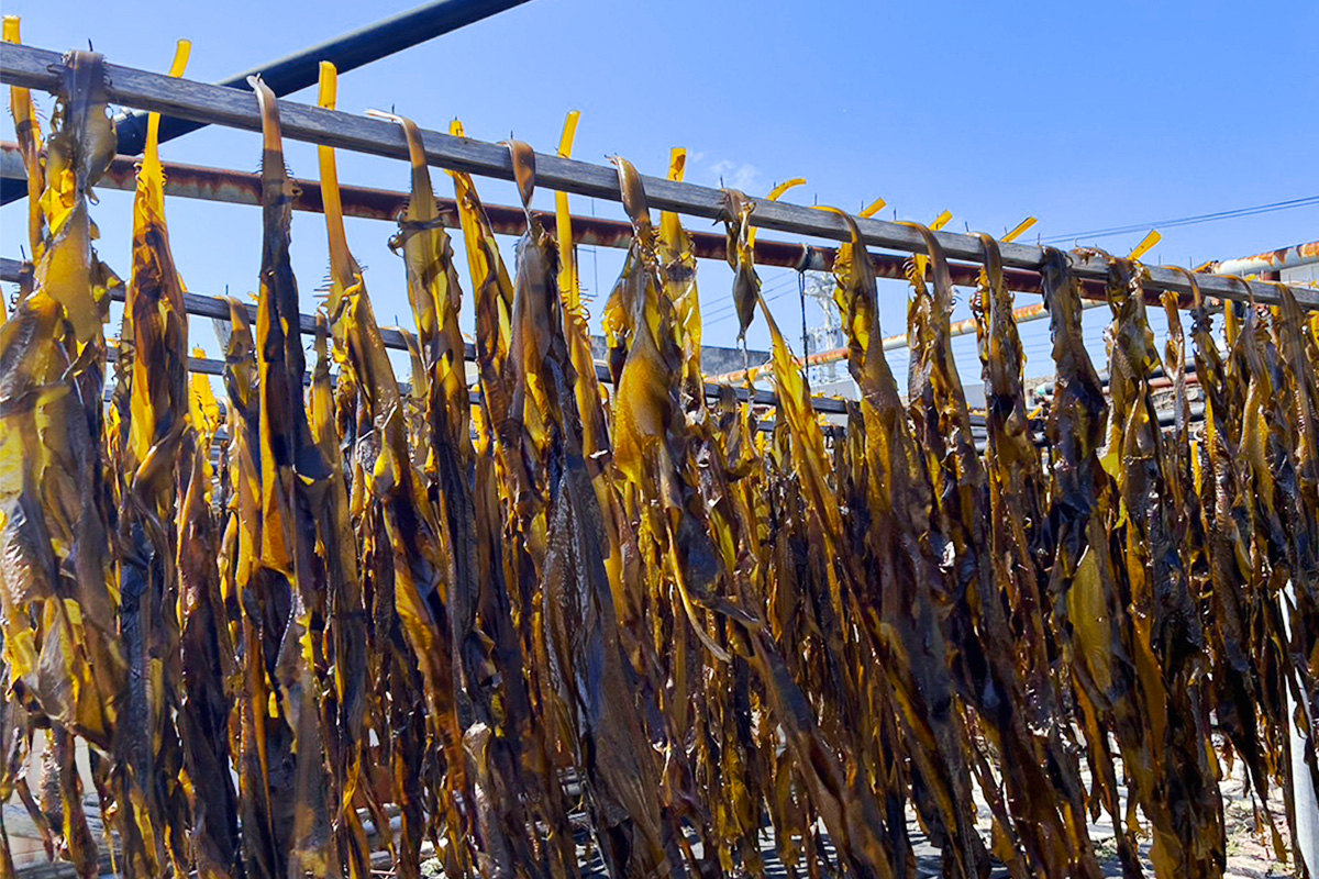 ワカメの天日干し