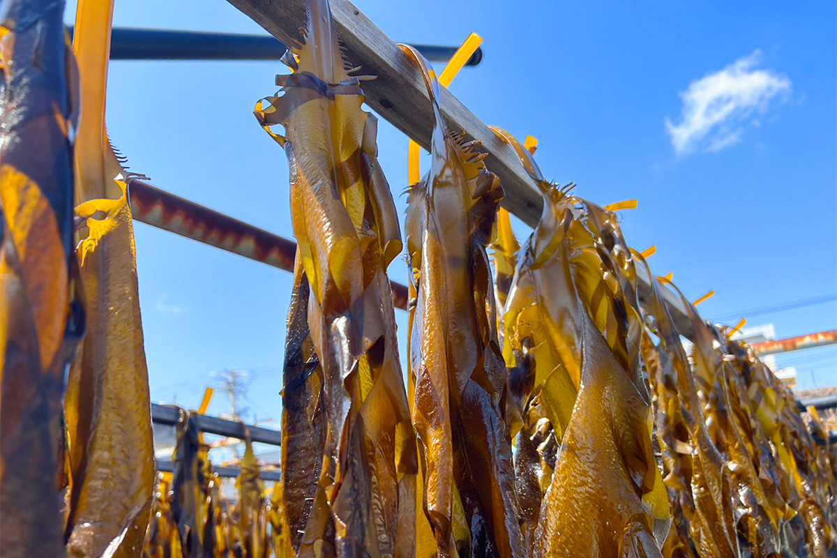 ワカメの天日干し